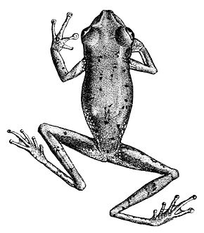 Descrição da imagem Osteocephalus alboguttatus.jpg.