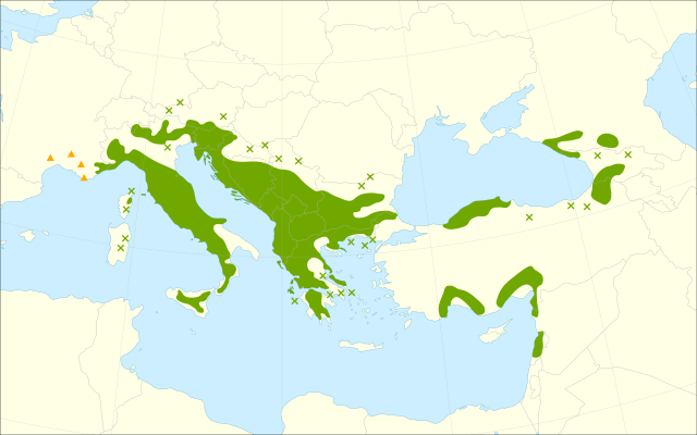 Description de l'image Ostrya carpinifolia range.svg.