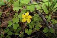 Oxalis exilis kz3.jpg