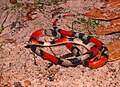 Oxyrhopus trigeminus in Lençóis Maranhenses National Park - ZooKeys-246-051-g007-C.jpeg