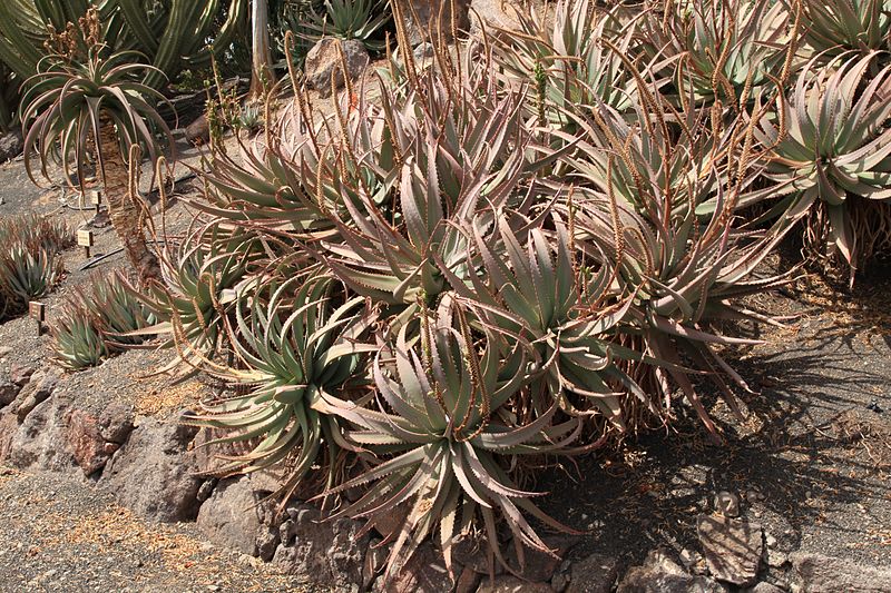 File:Pájara La Lajita - Oasis Park - Aloe littoralis 02 ies.jpg