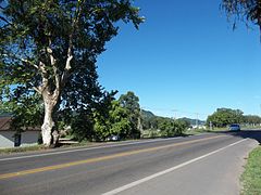 Un platane sur la route à Pé de Plátano.