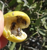 Fruit that has split open