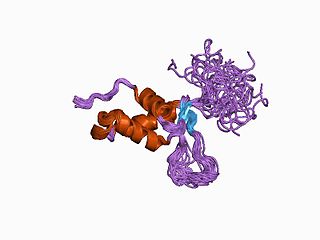 <span class="mw-page-title-main">FOXC2</span> Protein-coding gene in the species Homo sapiens