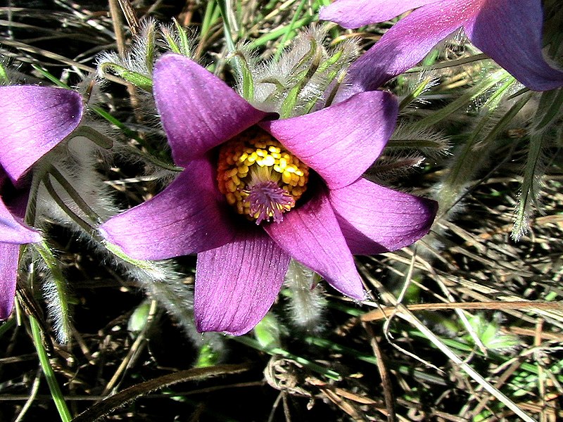 File:PULSATILLA RUBRA - MONTSEC - IB-562.JPG