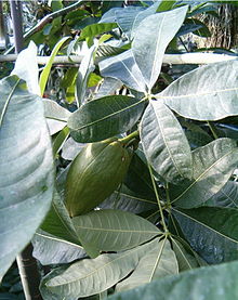 Foliage Pachira glabra BotGardBln1105LeavesFruitB.jpg