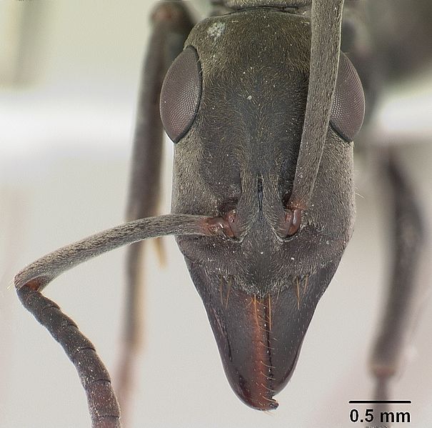 File:Pachycondyla ilgii sam-hym-c010509a head 1.jpg