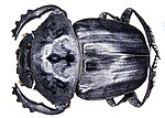 Pachylomera