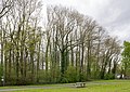 Buchenwald near Elsen train station