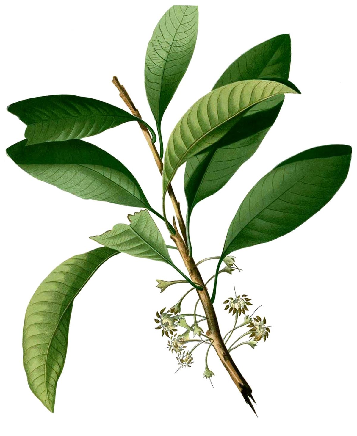 Palaquium - Wikipedia