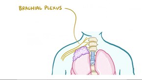 ملف:Pancoast tumor.webm