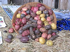 Différentes variétés de pommes de terre, au Pérou.