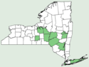 Papaver rhoeas NY-dist-map.png