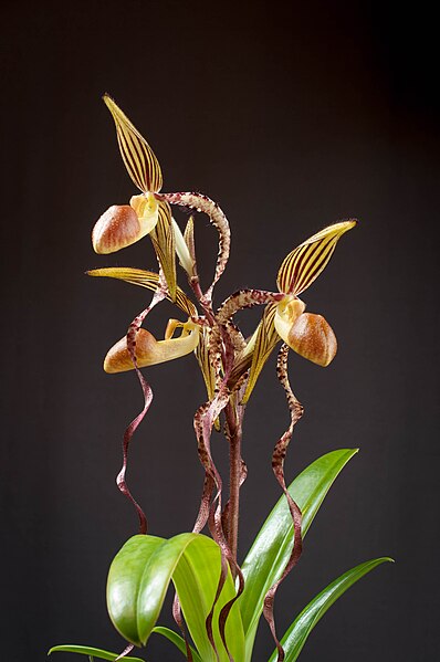 File:Paphiopedilum sanderianum (flower).jpg