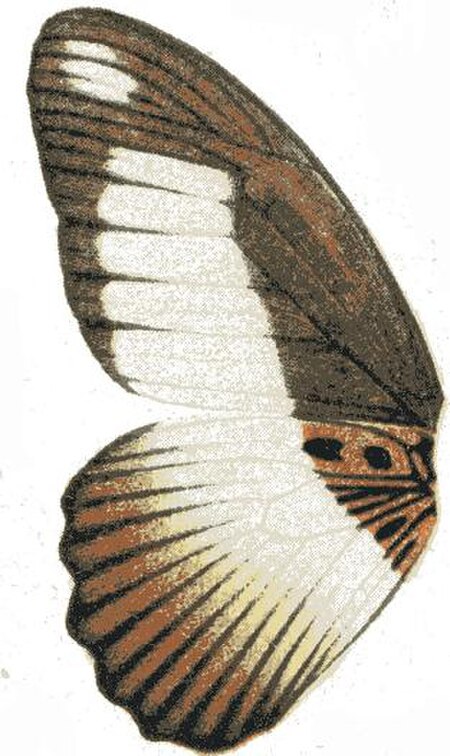 Tập_tin:Papilio_cynorta_norcyta.JPG