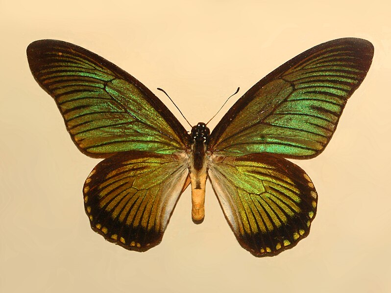 File:Papilionidae - Papilio zalmoxis.JPG