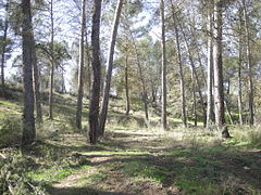 Arboleda del embalse