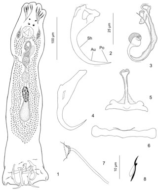 <i>Aristocleidus</i> Genus of flatworms