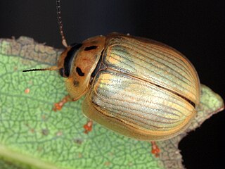 <i>Paropsisterna bimaculata</i> Species of beetle
