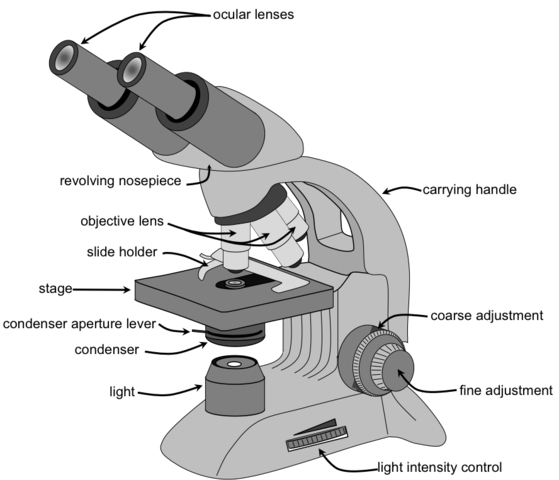 Microscope Parts And Definitions