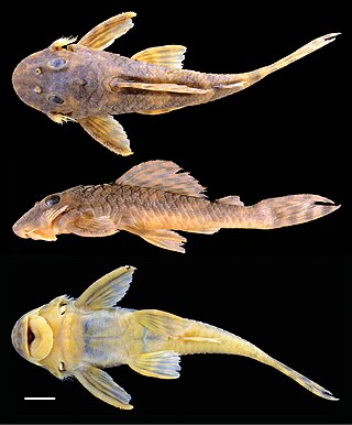 <i>Peckoltia lujani</i> Species of catfish