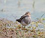 Pectoral-Sandpiper017.jpg