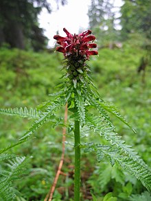 Pedicularis recutita.jpg