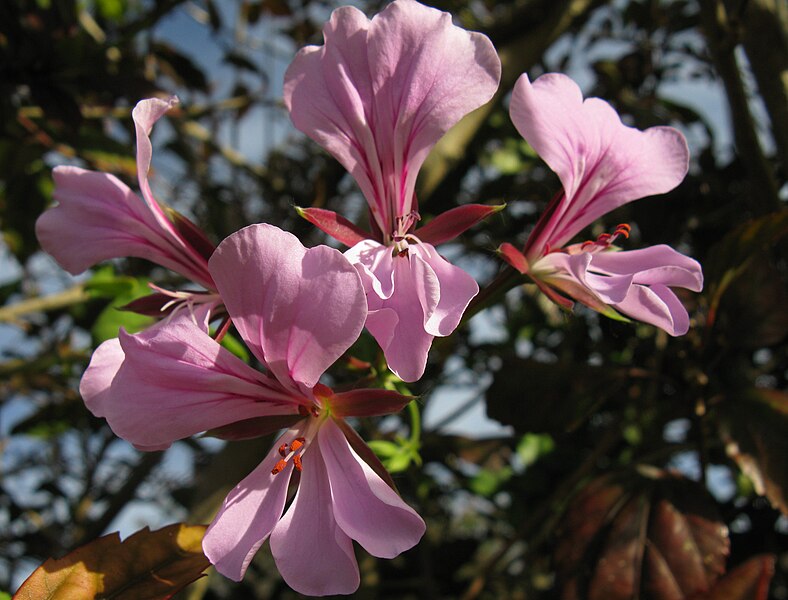 File:Pelargonium peltatum 9238s.jpg