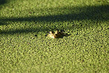 A camouflaged Perez's frog (Pelophylax perezi). () João Manuel Lemos Lima 27.000 5.417 out of 10, SD 1.946