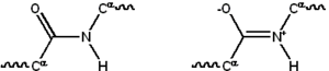 Resonance structures of the peptide bond that links individual amino acids to form a protein polymer Peptide group resonance.png