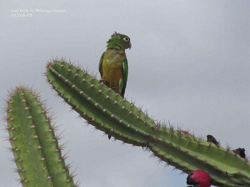 File:Periquito-da-caatinga.JPG