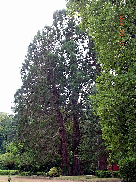 File:Perquie Ravignan 3 Séquoia.JPG