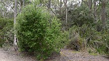 Persoonia muelleri (6691540715) .jpg