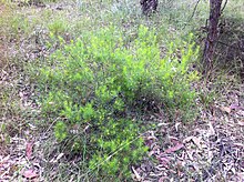 Persoonia pauciflora (6536443777) .jpg