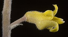 Persoonia saccata - Flickr - Кевин Тиле.jpg