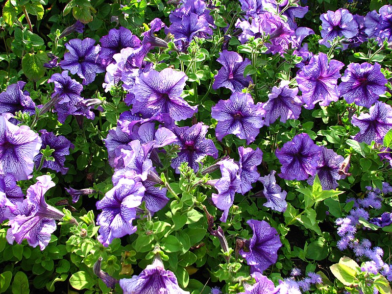 File:Petunia hybr. 02.JPG