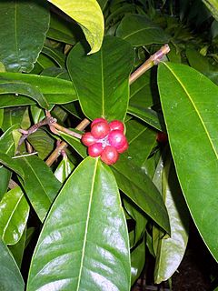 <i>Phaleria octandra</i> Species of shrub