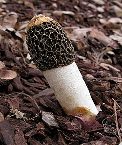 Phallus hadriani.jpg