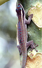 Vignette pour Gecko diurne orné de l'île Maurice