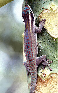 Mauritius ornate day gecko Species of lizard