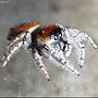 Miniatura para Phidippus whitmani