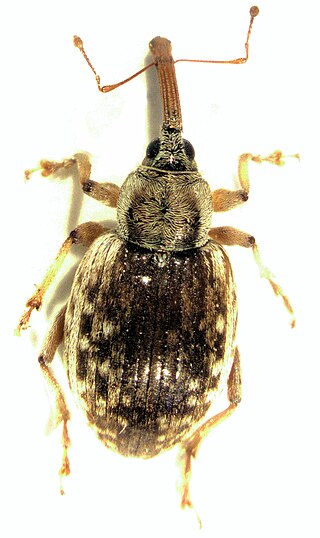 <span class="mw-page-title-main">Erirhinidae</span> Family of beetles
