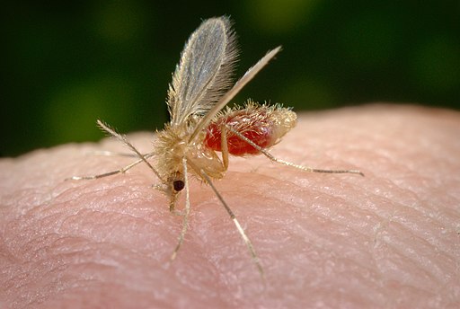 insectos del amazonas: mosquito manta blanca