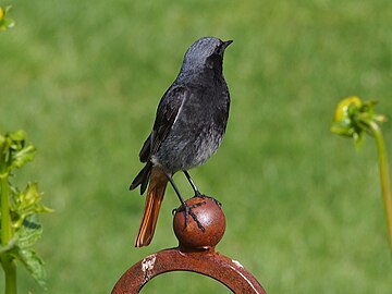 Phoenicurus ochruros, Kopciuszek, Ogród Botaniczny UWr, Wrocław, 2023-08-02