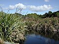 Flaxes lining a lake in New Zealand