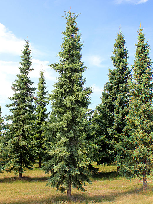 Trees ель. Ель черная Picea Mariana. Спрус – канадская черная ель. Пихта канадская Спрус. Ель черная (Picea Mariana) 