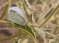 Pieris rapae - Small White butterfly 01.jpg