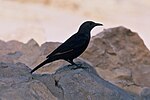 PikiWiki Israel 15287 Tristrams Starling.jpg