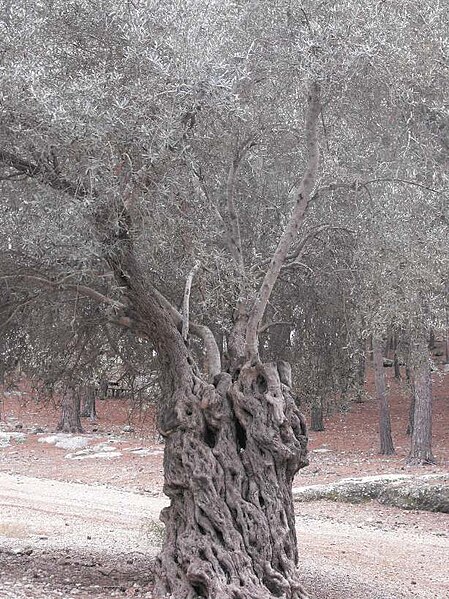 File:PikiWiki Israel 7295 Olive tree.jpg