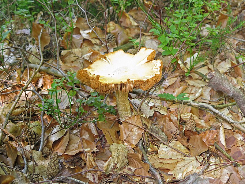 File:Pilz am Lußberg.jpg